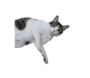 737328652