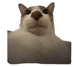 737330378