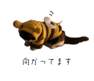737355772