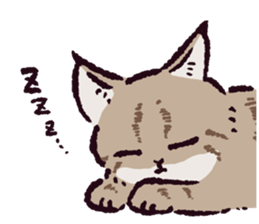 短尾猞猁 | Yabe-LINE貼圖代購 | 台灣No.1,最便宜高效率的代購網