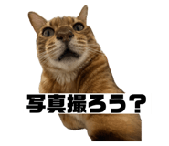 737608427