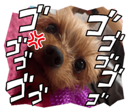 737615520