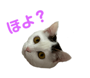 737657962