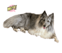 737705466