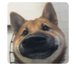 737890980