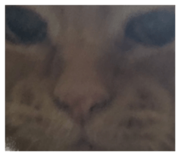 738429951