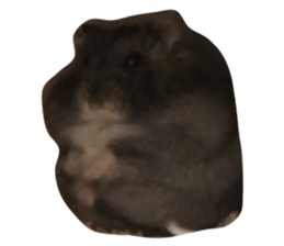 738463894