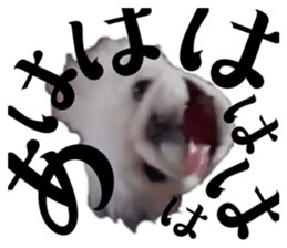 738585462