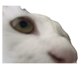 738773683