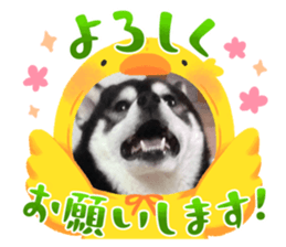 738803496