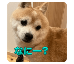 738864338