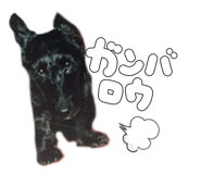 738955262