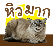 738955795