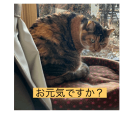739287445