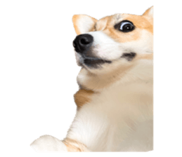 739290557