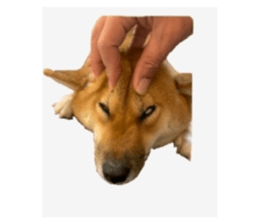 739303037