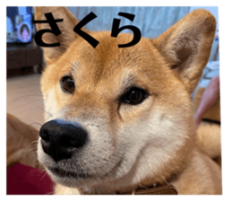 739315551