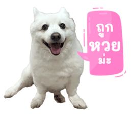 739445244