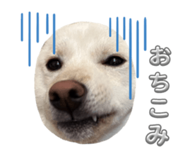 739504067