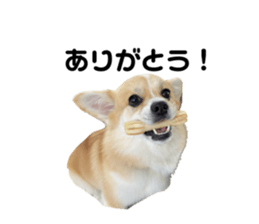 739655438