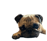 739696528