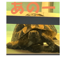 740272411