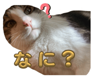740511349