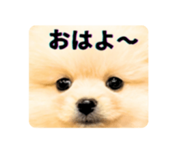 740655545