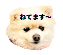 740655556