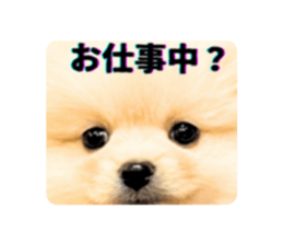 740655557