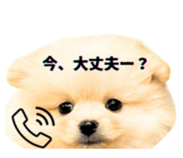 740655558