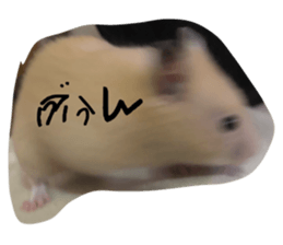740754964