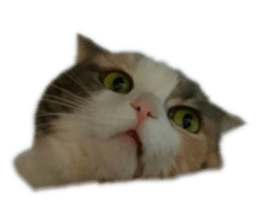 741208517