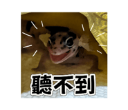 742038082