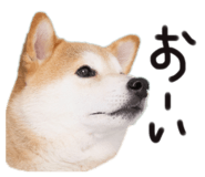 742178775