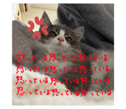 742554480