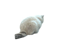 742630406