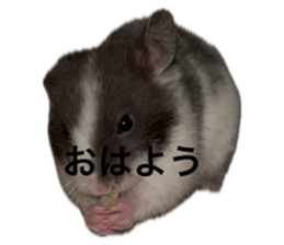 742692462
