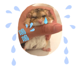 742757304