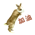 742776971