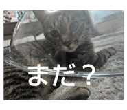 742778821