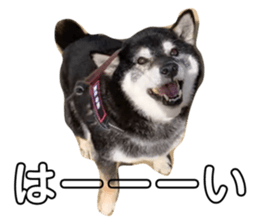 742822079