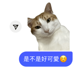 742838117