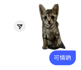 742838135