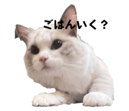 742859042