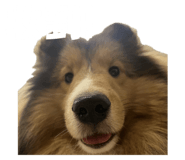 742950531