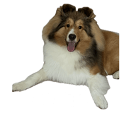 742950532