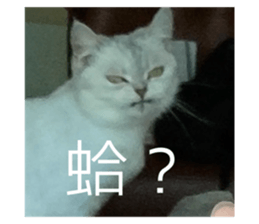 742952894