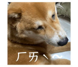 743086731