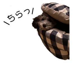 743152837